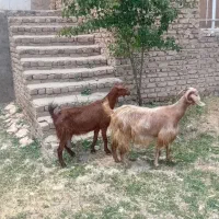 بزشیری جوان دوراس