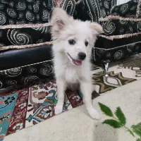 سگ دو ماه خارجی پاکوتاه