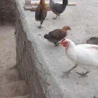 تعداد۴عدد ویک عدد گلین لری