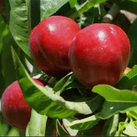 نهال شلیل مغان