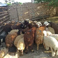 از مکه وکربلا تا خونه زنده لازمه