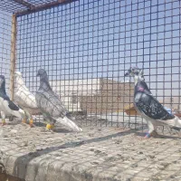 کبوتر پلاکی