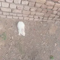 خرگوش