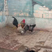 مرغ و خروس مینیاتوری و اردک