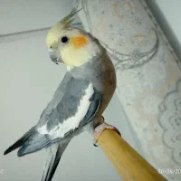 عروس هلندی نر سخنگو