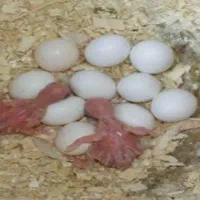 تخم نطفه دار فنچ کراواتی و جغدی