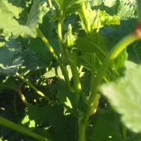 لوبیا سبز وبامیه خودمانی