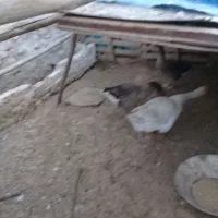 دوتاغازمحلی ماده و یک قو غاز نر
