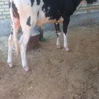 گاو و گوساله ایخرم