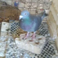 کبوتر|پرنده|دزفول, |دیوار