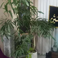 درختچه آمستل