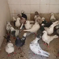 کبوتر ساختمون