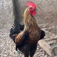 مرغ و خروس محلی درجه یک