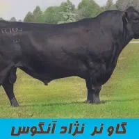 کارگر متاهل جهت کار در گاوداری