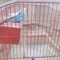 پرنده|پرنده|نورآباد ممسنی, |دیوار