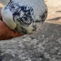 کپکی گرفتنی به شرط
