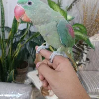 جوجه شاه طوطی