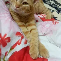 واگذاری گربه