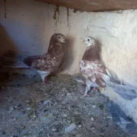 کبوتر نوک ریز  چشم نوک