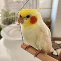 عروس هلندی