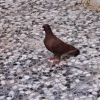 کبوتر سرخ و کوهی دو رگ