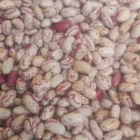 لوبیا چیتی