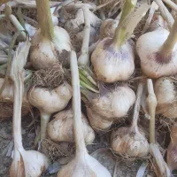 سیر تازه