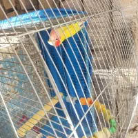 مرغ عشق و کوتوله برزیلی