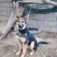سگ ژرمن