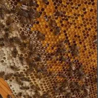 فروش عسل بهاره و تازه برداشت خورده
