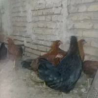 مرغ وخروس روستایی به شرط چرکشو