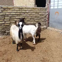 گوسفند.بز جوان دودندان ماده چاق