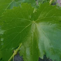 برگ مو تروتازه