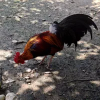 مرغ و خروس فونیکس و چاپنیز جوان