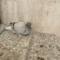 کبوتر برای دستی کردن