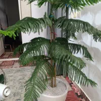 گل کاج مطبق