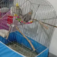 عروس هلندی مولد با جوجه