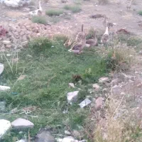 غاز محلی