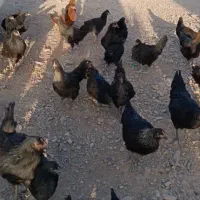 تخم مرغ محلی تازه و ارگانیک