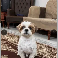 سگ مهربان با اخلاق