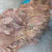 جارومحلی