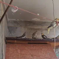 فروش ۷ عدد عروس هلندی تخم‌گذار