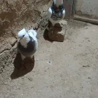 کبوتر طوقی