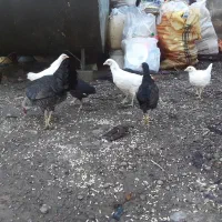 غاز دورگه و جوجه محلی