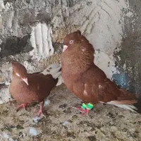 جفتگاه رنگه،جوجه سار