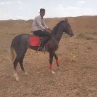 اسب|اسب و تجهیزات اسب‌سواری|کاشمر, |دیوار