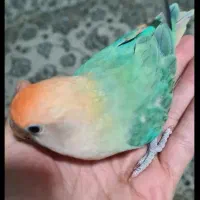 طوطی کوتوله برزیلی نر دستی
