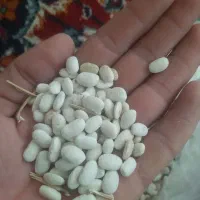 فروش پنج تن لوبیا سفیدخرمنی