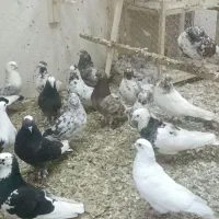 کفتر