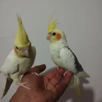 عروس هلندی همراه تخم و سخنگو